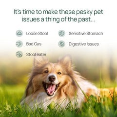 pawTree Gastro Pro Plus scoop with kibble showing easy meal mix for digestion.