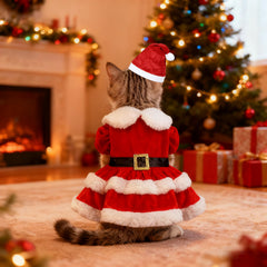 PAYHTOW cat wearing Christmas outfit ready for family photos and festive walks.