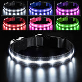 PcEoTllar light-up dog collar with buckle for safer night walks.