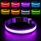 PcEoTllar light-up dog collar front view with purple LEDs for night visibility and safety.