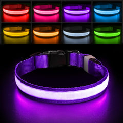PcEoTllar light-up dog collar front view with purple LEDs for night visibility and safety.