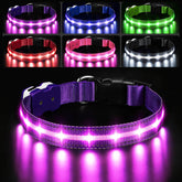 PcEoTllar light up dog collar front view purple for night visibility and safety