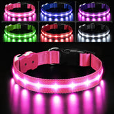 PcEoTllar light up dog collar pink on dog during night walk improves visibility
