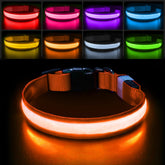 PcEoTllar light up dog collar with rainbow LEDs for safer night visibility
