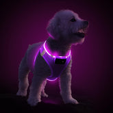 PcEoTllar light-up dog harness front view shows 360° visibility for night walks