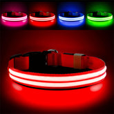 PcEoTllar lighted collar front view improves nighttime visibility for dogs