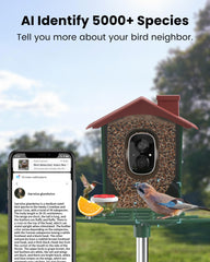 PEEIPM AI recognition window identifies species and behaviors for curious bird watchers.