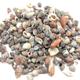 PEPPERLONELY Indian Ocean small shells pack shot for coastal crafts and decor.