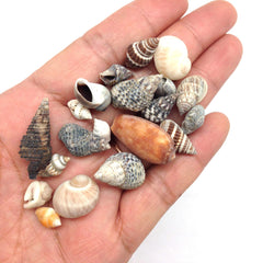 PEPPERLONELY small shells mixed closeup shows sizes from 1/4 to 1 inch for crafts.