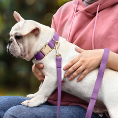 PET ARTIST bright color options display on the collar and leash for stylish outings.