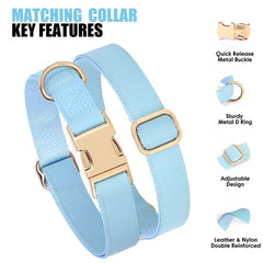 PET ARTIST matching collar and leash set in blue for style