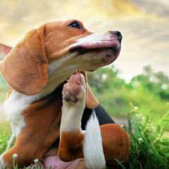 Pet MD Topical Wipes dog-cat-face-clean safely cleanse the face area.