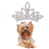PET SHOW dog tiara crown clip shines in sun for tiny dogs, ideal for photos.