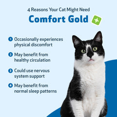 Pet Wellbeing Comfort Gold cat resting contently illustrates potential calmer days.
