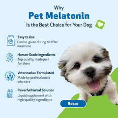 Pet Wellbeing Melatonin sleepy dog on couch illustrating relaxed evenings