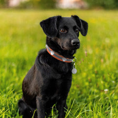 Petcare reflective dog collar orange side view shows adjustable strap for comfort
