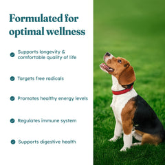 PetHeal Cancer Care Chews ginger-root label image emphasizing vitality and stamina for dogs.