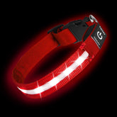 PetIsay Super Bright LED Dog Collar worn on a red dog at dusk for safer night walks.