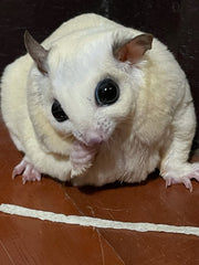 PETIVORE fish-stick on plate, tasty treat for hamsters.