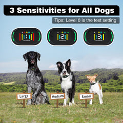 PetJoy Smart Bark Collar worn on a dog's neck during daily activities.