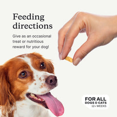 PetLab Co. wild-caught salmon dog eating illustrates a tasty, crave-worthy snack.