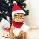 PETLESO Cat Santa Hat on cat for festive holiday photo shoots.