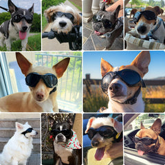 Petleso medium dog goggles shield eyes from wind and debris.