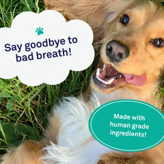 Petpost mint-flavor dog breath during brushing