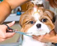 Pets First dog scissors face close-up for delicate areas and precise trimming.