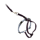 PetSafe Come With Me Kitty Harness large black on a cat for outdoor walks.