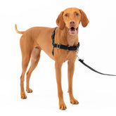 PetSafe Easy Walk con correa frontal para paseos más controlados y sin tirones.