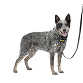 Petsafe Easy Walk front chest attachment redirects pulling for calmer walks.