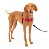 PetSafe Easy Walk Harness with front-chest attachment for gentle steering during walks.