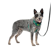 PetSafe Easy Walk harness front view with martingale loop for no-pull control.