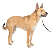 PetSafe Gentle Leader headcollar front view enables calmer, controlled walks