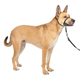 PetSafe Gentle Leader headcollar on a dog during a calm walk for better control