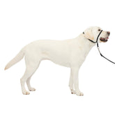 Petsafe Gentle Leader nose loop close-up demonstrates gentle, controlled walking.