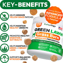 Petsology 170-green-lawn-chews jar showcasing natural ingredients for gut and urinary health.