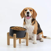 Petygooing black elevated bowl with wood stand for steady meals and mess-free feeding.