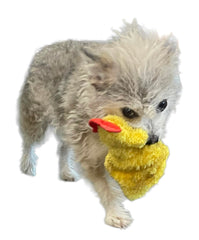 Piggy Poo and Crew dog-puppy play-fetch image highlights active fetch sessions.