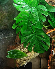 PIKAZISO rock base blends with terrarium scenery for stability