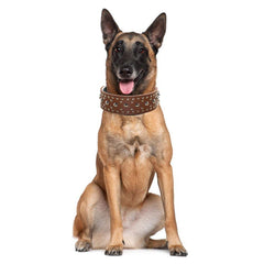 Pimaodog studded collar D-ring detail emphasizing secure leash attachment.