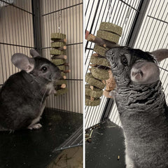 PINVNBY Bunny chew toy hanging-mount shown for easy cage attachment during play.