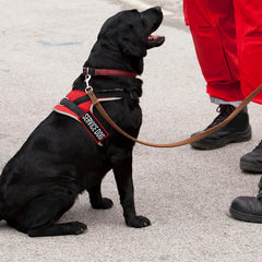 Pistha therapy dog patch on vest signals supportive role.