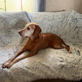 PJYuCien dog blanket close-up shows ultra-soft fleece for cozy naps.