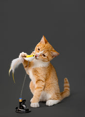 Playology cat toy spring bird attack motion boosts activity and focus