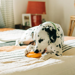 Playology cheddar scented dual-layer toy highlights long lasting scent and chew engagement