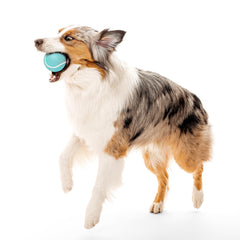 Playology durable rubber ball designed for indoor and outdoor dog play