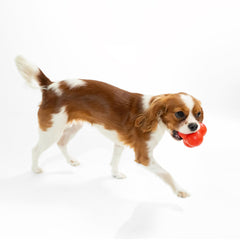 Playology jumbo dog toy sized for larger breeds 50 lbs and up.