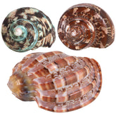 PPCLION natural hermit crab shells close-up highlighting smooth, polished surfaces for home decor and shell crafts.